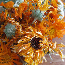 Attēlu rezultāti vaicājumam “Calendula officinalis leaf”