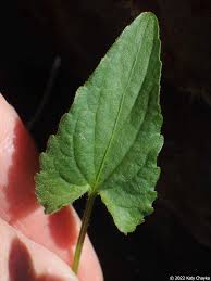 Attēlu rezultāti vaicājumam “Viola uliginosa leaf”