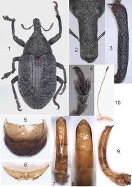 Attēlu rezultāti vaicājumam “Larinus sp.”