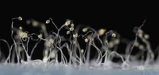 Attēlu rezultāti vaicājumam “Diachea leucopodia young”