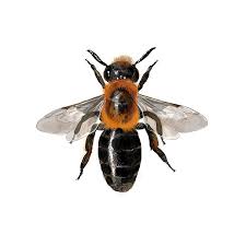Attēlu rezultāti vaicājumam “Andrena”