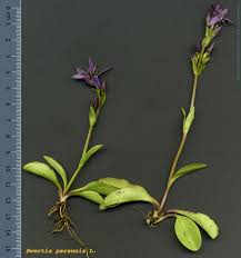 Attēlu rezultāti vaicājumam “Swertia perennis”