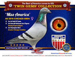 Image result for Abbeyton & Broomfield Racing Pigeons