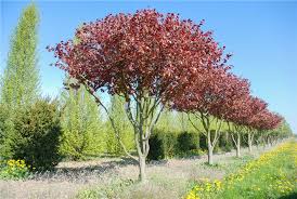 Attēlu rezultāti vaicājumam “Fagus sylvatica fo. purpurea female flower”
