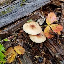 Attēlu rezultāti vaicājumam “Stemonitopsis hyperopta var. landewaldii stalked”