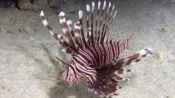 Image result for Pterois miles