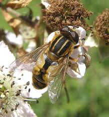 Attēlu rezultāti vaicājumam “Helophilus hybridus male”