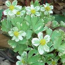 Attēlu rezultāti vaicājumam “Epirhoe tristata”