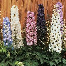 Attēlu rezultāti vaicājumam “Delphinium elatum  fruit”