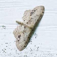 Attēlu rezultāti vaicājumam “Idaea dimidiata”