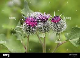 Attēlu rezultāti vaicājumam “Arctium tomentosum fruit”