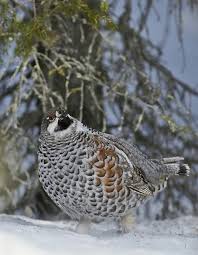 Attēlu rezultāti vaicājumam “Tetrastes bonasia”