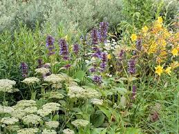 Attēlu rezultāti vaicājumam “Cnidium dubium”