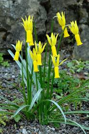 Attēlu rezultāti vaicājumam “Leucojum vernum var. carpathicum”