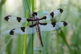 Attēlu rezultāti vaicājumam “Libellula quadrimaculata exuvia”