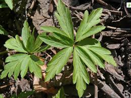 Attēlu rezultāti vaicājumam “Anemone ranunculoides leaf”