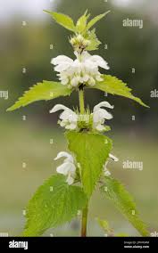 Attēlu rezultāti vaicājumam “Urtica dioica flower”