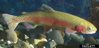 Image result for Oncorhynchus clarkii
