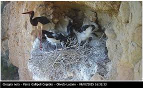 Attēlu rezultāti vaicājumam “Ciconia nigra nest”
