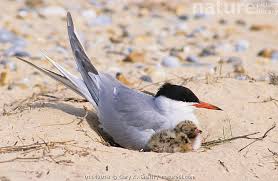 Attēlu rezultāti vaicājumam “Sterna hirundo adult”