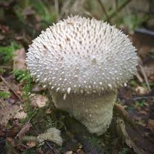 Attēlu rezultāti vaicājumam “Lycoperdon perlatum”