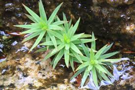 Attēlu rezultāti vaicājumam “Pogonatum urnigerum”