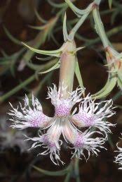 Attēlu rezultāti vaicājumam “Libanotis montana”