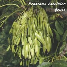 Attēlu rezultāti vaicājumam “Fraxinus excelsior fruit”