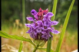 Attēlu rezultāti vaicājumam “Prunella vulgaris”