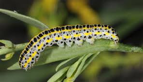 Attēlu rezultāti vaicājumam “Calophasia lunula”