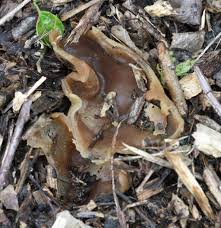 Attēlu rezultāti vaicājumam “Peziza varia”