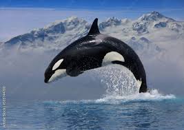 Image result for Orcinus orca