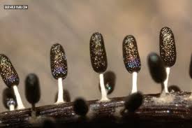 Attēlu rezultāti vaicājumam “Diachea leucopodia”