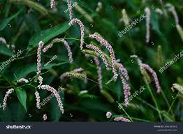 Attēlu rezultāti vaicājumam “Persicaria lapathifolia flower”