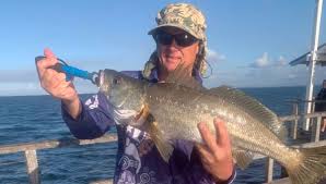 Image result for Argyrosomus japonicus