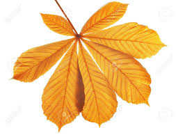 Attēlu rezultāti vaicājumam “Aesculus hippocastanum leaf”