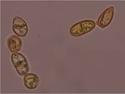 Attēlu rezultāti vaicājumam “Anastrophyllum minutum”