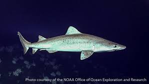 Image result for Odontaspis ferox