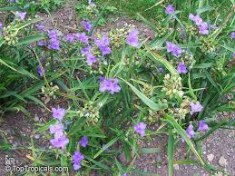 Attēlu rezultāti vaicājumam “Tradescantia virginiana”