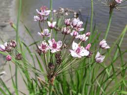 Attēlu rezultāti vaicājumam “Butomaceae”