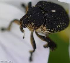 Attēlu rezultāti vaicājumam “Mononychus punctumalbum”