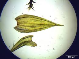 Attēlu rezultāti vaicājumam “Leucodon sciuroides”