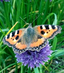 Image result for Small Tortoiseshell