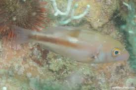 Image result for Chrysoblephus laticeps