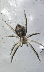 Attēlu rezultāti vaicājumam “Anyphaena accentuata”