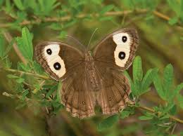 Attēlu rezultāti vaicājumam “Thecabius affinis nymph”