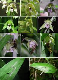 Attēlu rezultāti vaicājumam “Epipactis”