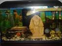 Turtle tanks