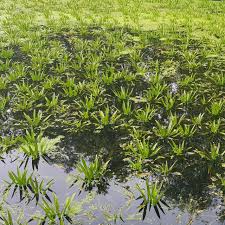 Attēlu rezultāti vaicājumam “Stratiotes aloides”