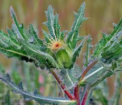 Image result for Cnicus benedictus